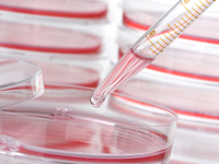 Cell Culture